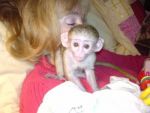 Other Capuchin Monkey